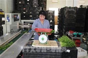 Đột phá theo Nghị quyết 57: Gắn kết chuỗi, nâng tầm giá trị sản phẩm