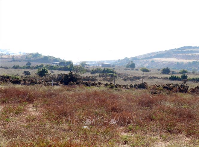 Điểm vùng lõi (thôn Vĩnh Trường, xã Phước Dinh) xây dựng Nhà máy điện hạt nhân Ninh Thuận 1. Ảnh: Công Thử - TTXVN