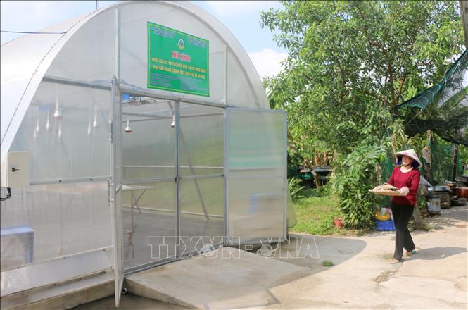 Sau khi sơ chế, khô cá lóc của hộ kinh doanh khô cá lóc Ngọc Nhi (ấp Bình An 2, xã Bình Hòa, tỉnh An Giang) được đem sấy trong lò sấy bằng năng lượng mặt trời. Ảnh: Công Mạo - TTXVN