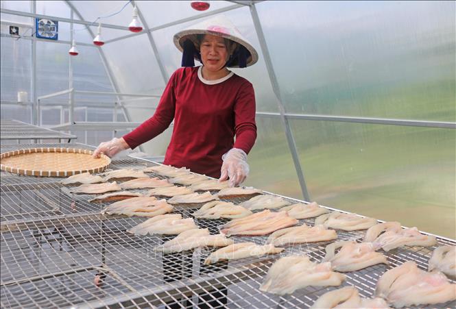 Chị Hồ Thị Xuân Mai (chủ hộ kinh doanh khô cá lóc Ngọc Nhi, ấp Bình An 2, xã Bình Hòa, tỉnh An Giang) kiểm tra chất lượng sản phẩm khô cá lóc được sấy trong lò sấy bằng năng lượng mặt trời. Ảnh: Công Mạo - TTXVN