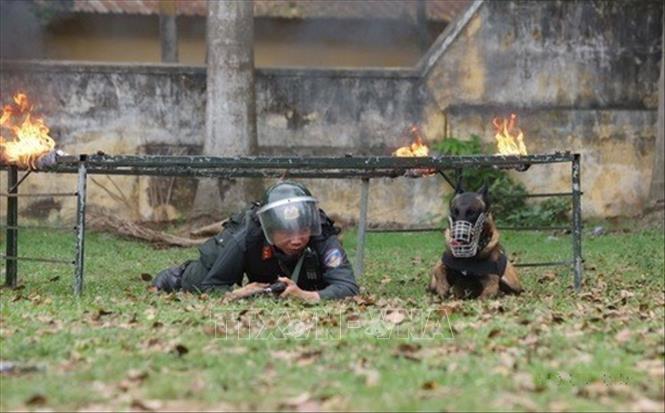 Chó nghiệp vụ thực hiện bài tập trườn, bò, vượt chướng ngại vật tấn công tội phạm cùng lực lượng Cảnh sát cơ động. Ảnh: Phạm Kiên - TTXVN