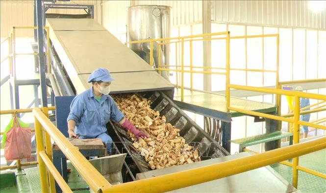 Nhiều nhà máy, xí nghiệp tại Quảng Trị đã mở rộng liên kết, nhập nông sản đầu vào ở vùng nông sản có mã số vùng trồng để nâng cao giá trị sản xuất. Ảnh: Tá Chuyên - TTXVN