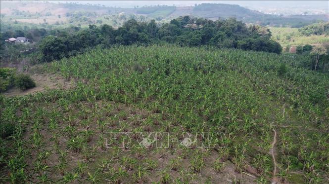 Xã Lìa (Quảng Trị) có đến hơn 300 hộ trồng chuối với diện tích khoảng 400ha đã được cấp mã số vùng trồng. Ảnh: Tá Chuyên - TTXVN