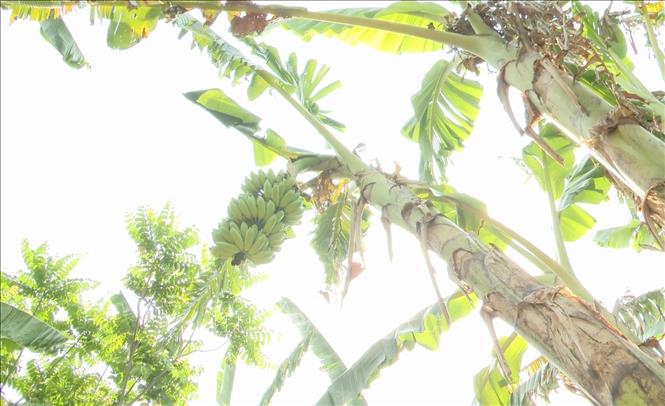 Mã số vùng trồng là “giấy thông hành” quan trọng, giúp sản phẩm chuối xã Lìa, Quảng Trị vươn ra thị trường quốc tế. Ảnh: Tá Chuyên - TTXVN