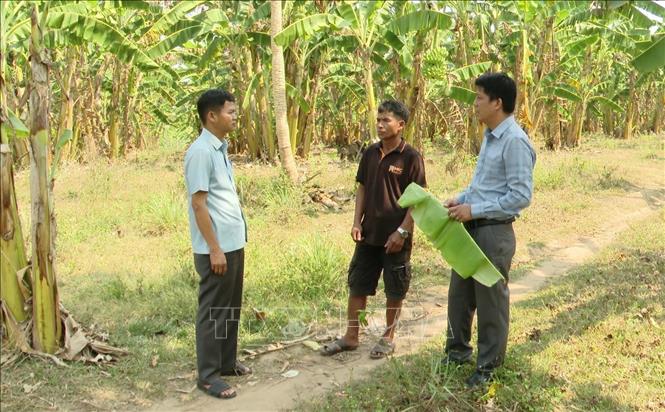 Cán bộ Chi Cục trưởng Chi Cục Trồng trọt và Bảo vệ thực vật tỉnh Quảng Trị động viên nông dân tại khu vực được cấp mã số vùng trồng sản xuất phải tuân theo quy trình kỹ thuật nghiêm ngặt. Ảnh: Tá Chuyên - TTXVN 