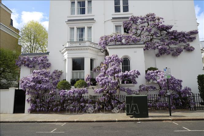 Một cây hoa tử đằng nở rộ trên phố ở quận Kensington, London. Ảnh: Phong Hà - PV TTXVN tại Anh