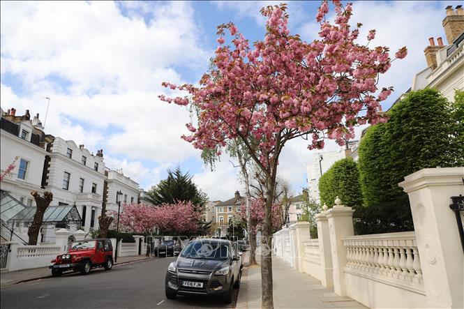 Hoa anh đào được trồng dọc nhiều tuyến phố ở London bước vào mùa nở rộ. Ảnh: Phong Hà - PV TTXVN tại Anh