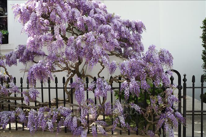 Hoa tử đằng nổi bật với những chùm hoa tím rủ xuống như thác, phủ kín tường nhà, cổng và ban công. Ảnh: Phong Hà - PV TTXVN tại Anh