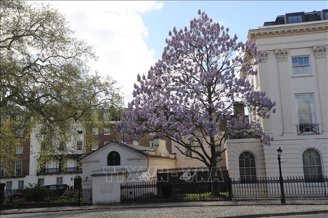 Cây hông hay còn gọi là cây kiri, nở hoa thành những tán khổng lồ trên phố trung tâm London. Ảnh: Phong Hà - PV TTXVN tại Anh
