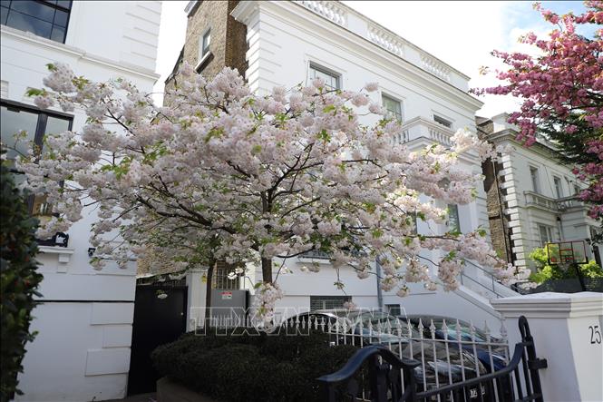 Hoa anh đào trắng tạo điểm nhấn, vẻ sang trọng cho ngôi nhà trên phố London. Ảnh: Phong Hà - PV TTXVN tại Anh