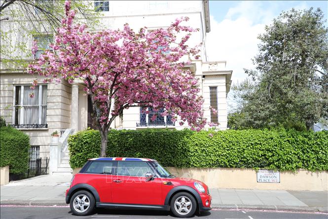 Một cây hoa anh đào hồng nở rộ trên phố tạo nên khung cảnh rực rỡ đặc trưng của London. Ảnh: Phong Hà - PV TTXVN tại Anh
