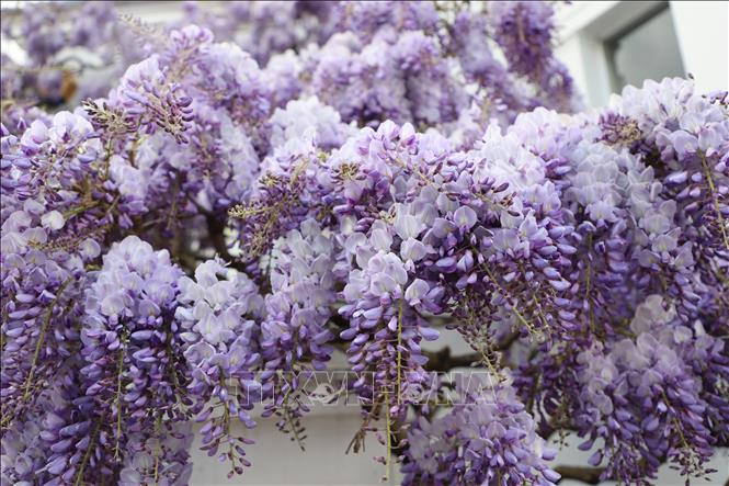 Hoa tử đằng, loài hoa được mệnh danh là đẹp nhất mùa Xuân ở London. Ảnh: Phong Hà - PV TTXVN tại Anh
