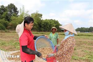 Rộn ràng thu hoạch nông sản dịp Tết Chôl Chnăm Thmây