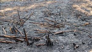 Hàng chục ha mía sắp thu hoạch ở Gia Lai bị cháy rụi