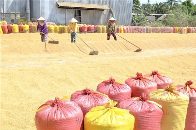 Nông dân Cà Mau thu hoạch lúa vụ Đông Xuân. Ảnh: Chanh Đa-TTXVN