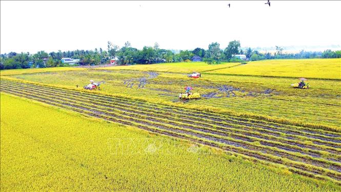 Sau hợp nhất, Cà Mau là một trong những địa phương có diện tích sản xuất lúa lớn của vùng đồng bằng sông Cửu Long. Ảnh: Chanh Đa-TTXVN