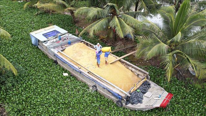 Nhờ hệ thống giao thông thuận lợi nên việc tiêu thụ và liên kết trong sản xuất của nông dân Cà Mau thuận lợi, giá trị kinh tế từ việc sản xuất lúa luôn được ổn định. Ảnh: Chanh Đa-TTXVN