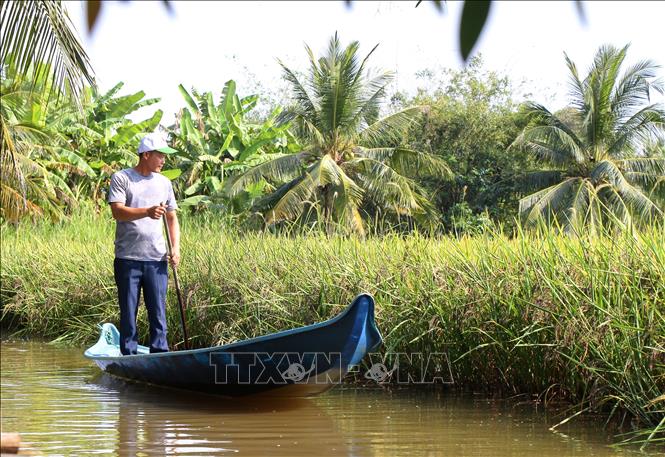 Điểm nhấn trong hạt gạo của tỉnh Cà Mau chính là các mô hình sản xuất lúa “thuận thiên”, an toàn với sức khỏe. Ảnh: Chanh Đa-TTXVN