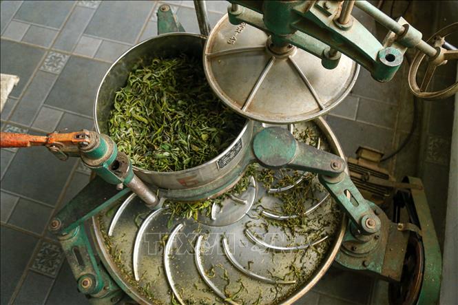 Suisoen Tea Suoi Giang tea - from highland heritage to national brand - VNA Photos ...