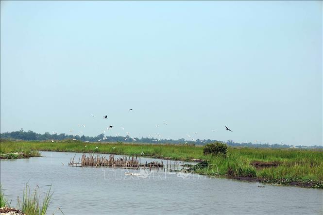 Những đàn chim di cư, trong đó có loài Cò Nhạn nằm trong Sách Đỏ Việt Nam thường xuất hiện để kiếm ăn ở vùng Sông Đầm vào khoảng tháng 4. Ảnh: Đỗ Trưởng – TTXVN