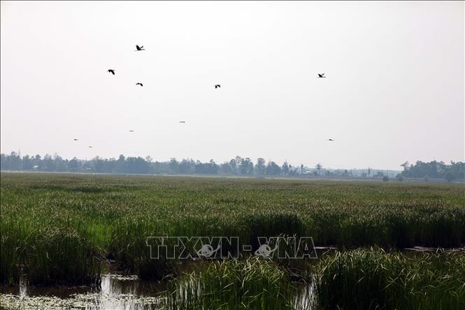 Những đàn chim di cư, trong đó có loài Cò Nhạn nằm trong Sách Đỏ Việt Nam thường xuất hiện để kiếm ăn ở vùng Sông Đầm vào khoảng tháng 4. Ảnh: Đỗ Trưởng - TTXVN