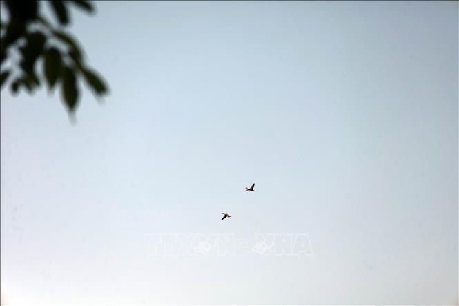 Những đàn chim di cư, trong đó có loài Cò Nhạn nằm trong Sách Đỏ Việt Nam thường xuất hiện để kiếm ăn ở vùng Sông Đầm vào khoảng tháng 4. Ảnh: Đỗ Trưởng - TTXVN