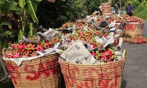 Đồng Tháp: Giá thanh long nghịch vụ cao gấp 3 lần so với tháng trước