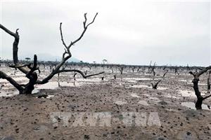 Hà Tĩnh: Rừng ngập mặn chết khô, cơ quan chức năng tìm giải pháp khắc phục