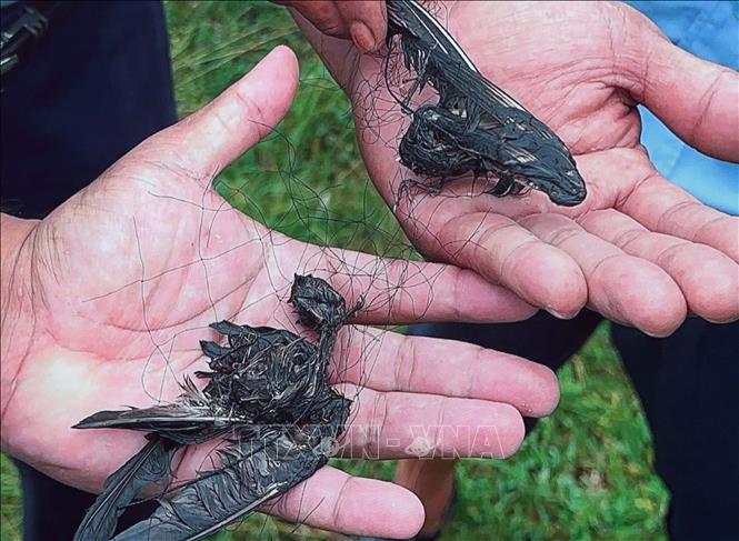 Chim yến bị dính lưới tàng hình của các đối tượng giăng bẫy bắt. Ảnh: Công Thử - TTXVN