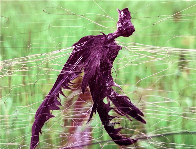 Tình trạng giăng lưới bẫy bắt chim yến diễn ra khó kiểm soát. Ảnh: Công Thử - TTXVN