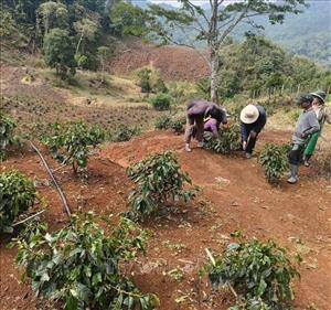 Quảng Ngãi cảnh báo thời tiết cực đoan do mưa trái mùa