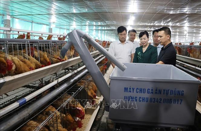 Các đại biểu tham quan mô hình nuôi gà đẻ trứng của hộ gia đình anh Nguyễn Tiến Mạnh (thôn Rừng Dài, xã Tam Tiến). Ảnh: Thanh Thương - TTXVN
