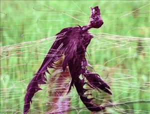 Bảo vệ quần thể chim yến trước tác động biến đổi khí hậu và nạn săn bắt