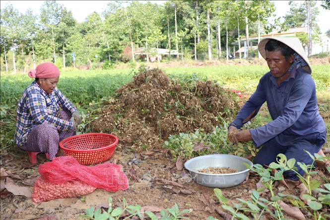 Nông dân xã Long Hiệp, tỉnh Vĩnh Long thu hoạch lạc. Ảnh: Thanh Hòa - TTXVN