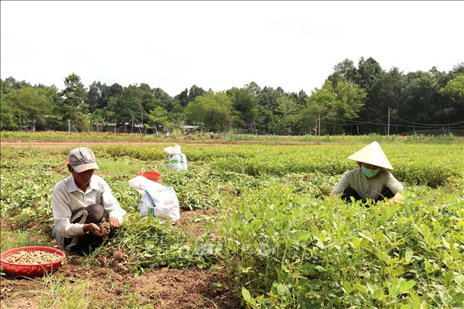 Nông dân xã Long Hiệp, tỉnh Vĩnh Long thu hoạch lạc. Ảnh: Thanh Hòa - TTXVN