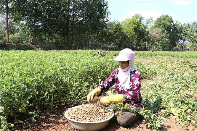 Nông dân xã Long Hiệp, tỉnh Vĩnh Long thu hoạch lạc. Ảnh: Thanh Hòa - TTXVN