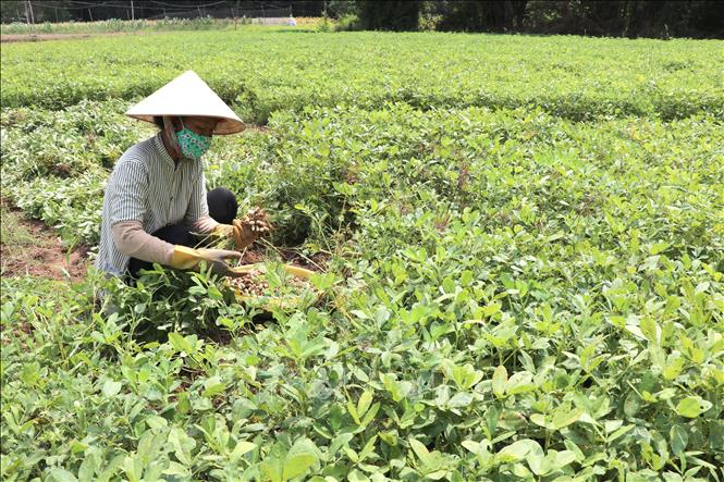 Nông dân xã Long Hiệp, tỉnh Vĩnh Long thu hoạch lạc. Ảnh: Thanh Hòa - TTXVN