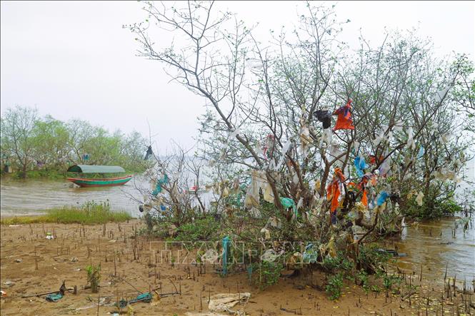 Rừng ngập mặn ven sông Lam đang bị “bức tử” nghiêm trọng bởi rác. Ảnh: Xuân Tiến - TTXVN 