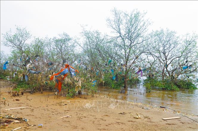 Túi nilon, chai nhựa, quần áo cũ, mảng xốp... bám dày đặc trên các tán cây của rừng ngập mặn trên diện rộng, ảnh hưởng trực tiếp đến cảnh quan, gây ô nhiễm môi trường, ảnh hưởng đến sinh trưởng, phát triển của rừng ngập mặn ven sông Lam. Ảnh: Xuân Tiến - TTXVN 