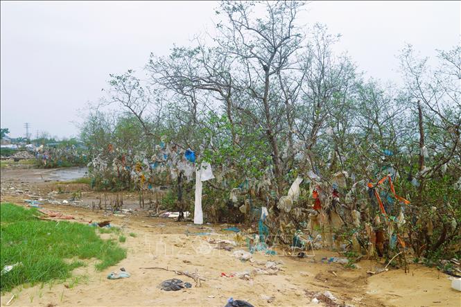 Rừng ngập mặn ven bờ sông Lam (Nghệ An) bị bức tử bởi vô số rác thải. Ảnh: Xuân Tiến - TTXVN 