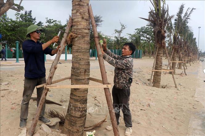 Trồng mới 1.300 cây dừa, tạo nên diện mạo xanh mát, đồng bộ  ven biển Cửa Lò. Ảnh: Trịnh Duy Hưng - TTXVN