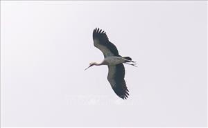 Bảo vệ đàn cò quý hiếm di cư về Đắk Lắk