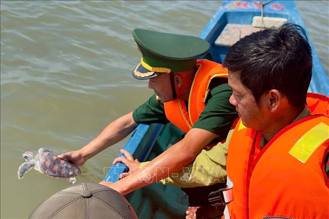 Cà Mau thả cá thể Đồi mồi và Vích về với biển. Ảnh TTXVN phát