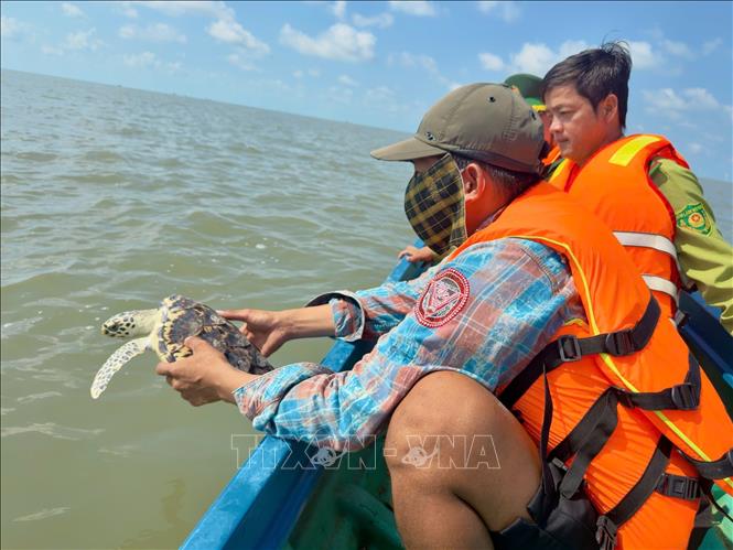 Thả cá thể Đồi mồi và Vích về với biển. Ảnh TTXVN phát