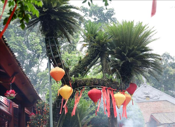 Tán lá xanh của cây vạn tuế tạo điểm nhấn trong không gian linh thiêng Đền Hùng. Ảnh: Tạ Toàn – TTXVN