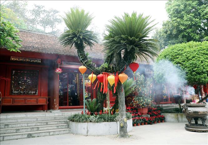 Cây vạn tuế cao lớn trước cửa chùa Thiên Quang cạnh Đền Hạ, thuộc Khu Di tích đền Hùng đến nay đã có tuổi đời hơn 800 năm. Cây vạn tuế cổ có 3 nhánh tượng trưng cho 3 miền Bắc Trung Nam nhưng chung một cội nguồn. Ảnh: Tạ Toàn - TTXVN