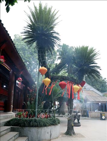 Cây cao hơn 5 mét, chia làm ba nhánh. Đường kính của gốc khoảng 35 cm, đường kính ngọn chính khoảng 25 cm, hai nhánh có đường kính thân khoảng 20 cm. Thân cây nghiêng khoảng 30 độ. Ảnh: Tạ Toàn - TTXVN