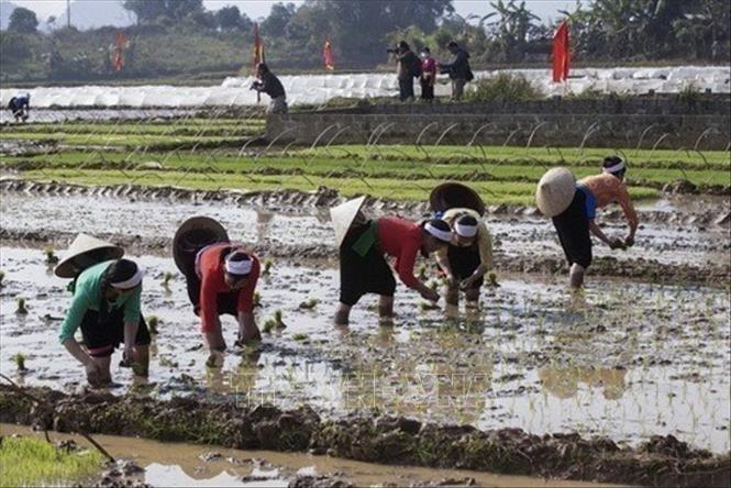 Người dân thực hiện nghi thức xuống đồng cấy lúa trong ngày khai mạc Lễ hội Khai hạ dân tộc Mường Hòa Bình năm 2023 - một nét sinh hoạt văn hóa tín ngưỡng không thể thiếu trong mỗi dịp Tết đến xuân về của người Mường ở Hòa Bình. Ảnh: Trọng Đạt - TTXVN