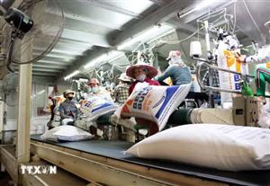 Giá gạo Việt Nam nhích tăng sau vụ Đông Xuân, Ấn Độ duy trì ổn định