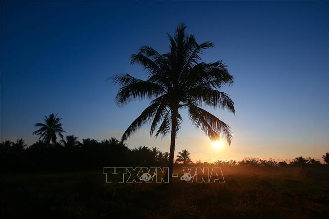 Những bóng cây in đậm trong ánh nắng nhẹ, tạo nên bức tranh thiên nhiên đầy chất thơ. Ảnh: Duy Khương - TTXVN